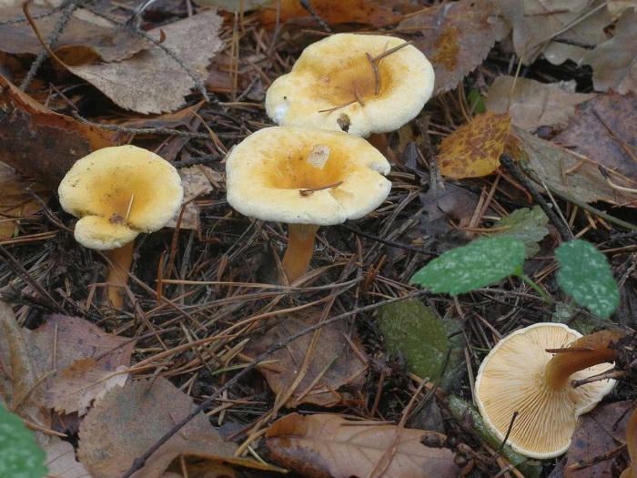 Говорушка оранжевая