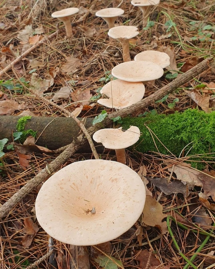 Говорушка подогнутая clitocybe geotropa