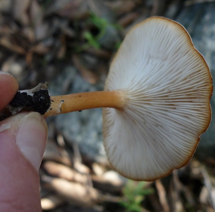 Говорушка беловатая