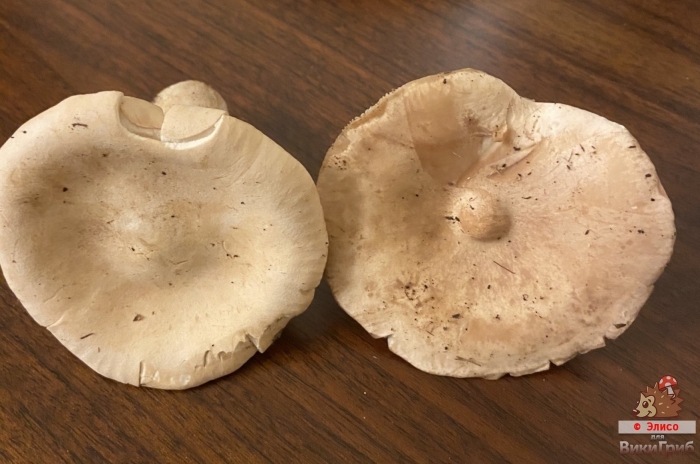 Говорушка подогнутая infundibulicybe geotropa