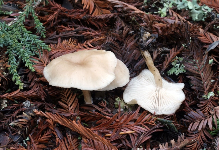 Говорушка благоухающая (clitocybe fragrans)