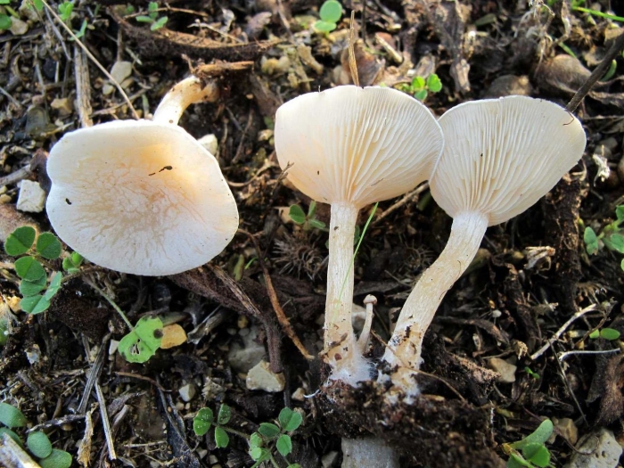 Говорушка беловатая ядовитая