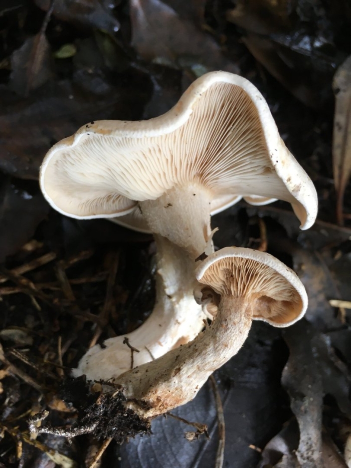 Говорушка беловатая (clitocybe rivulosa)