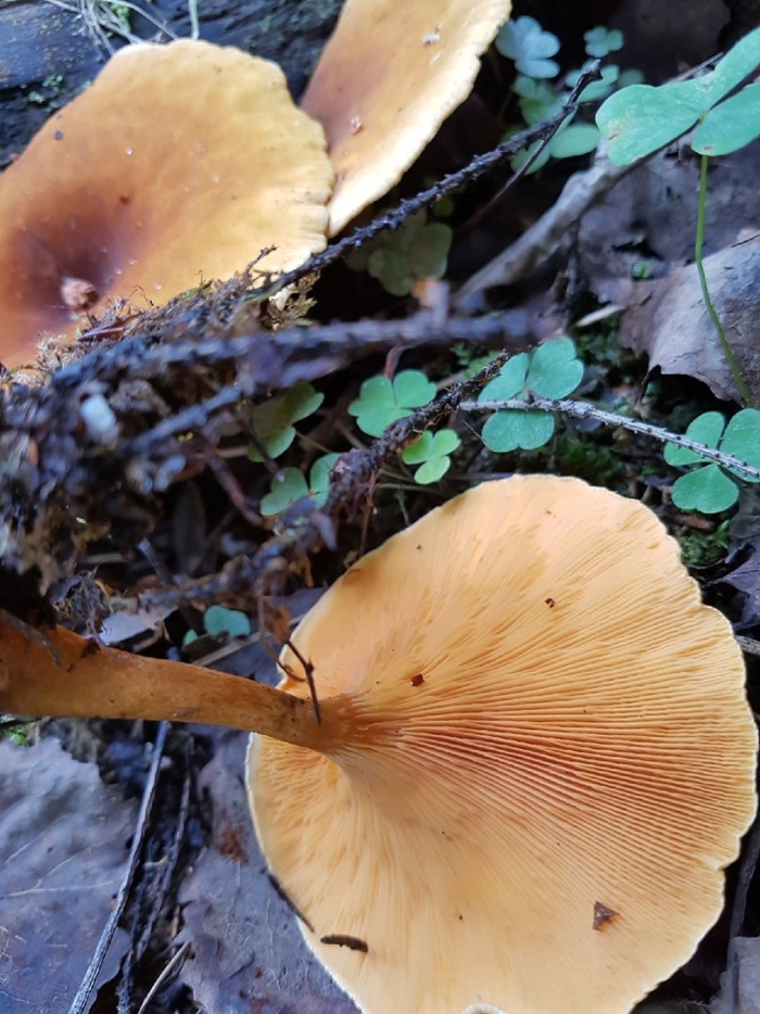 Hygrophoropsis aurantiaca