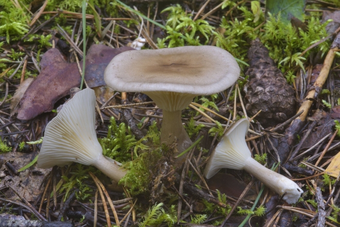 Говорушка булавоногая ampulloclitocybe clavipes