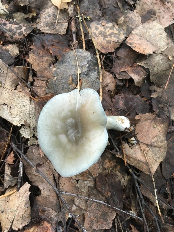 Говорушка блюдцевидная (clitocybe catinus)
