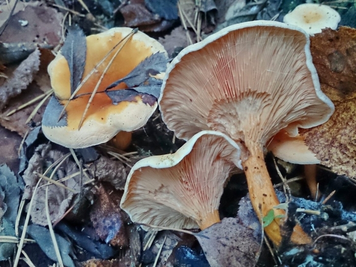 Лисичка ложная hygrophoropsis aurantiaca