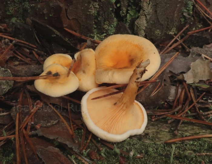 Гриб ложная лисичка