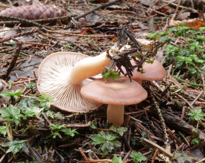 Говорушка оранжевая гриб