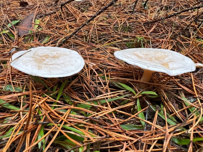 Говорушка белая гигантская