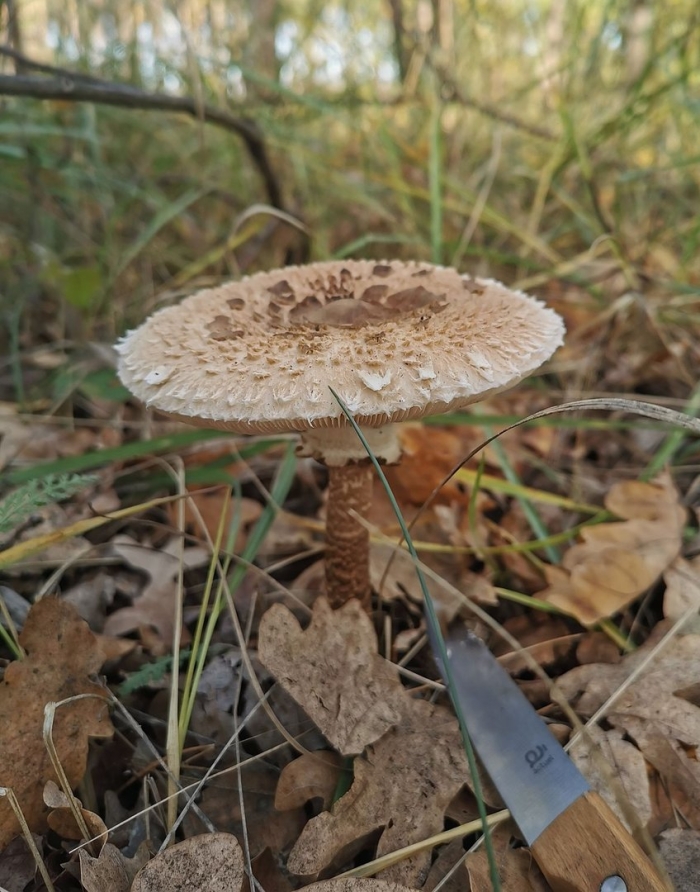 Гриб зонтик пёстрый macrolepiota procera