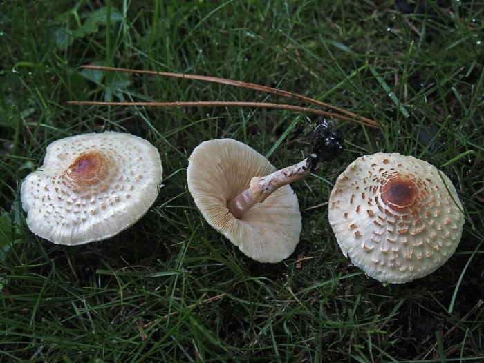 Лепиота гребенчатая