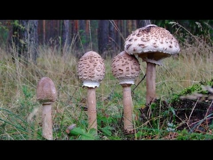 Зонтик пестрый гриб