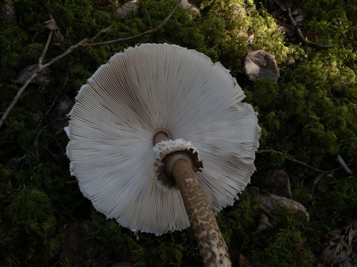 Macrolepiota procera гриб