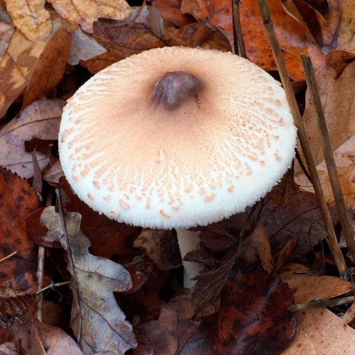 Гриб зонтик белый macrolepiota excoriata