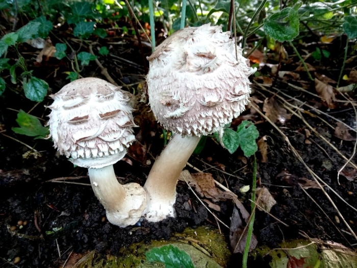Гриб зонтик девичий