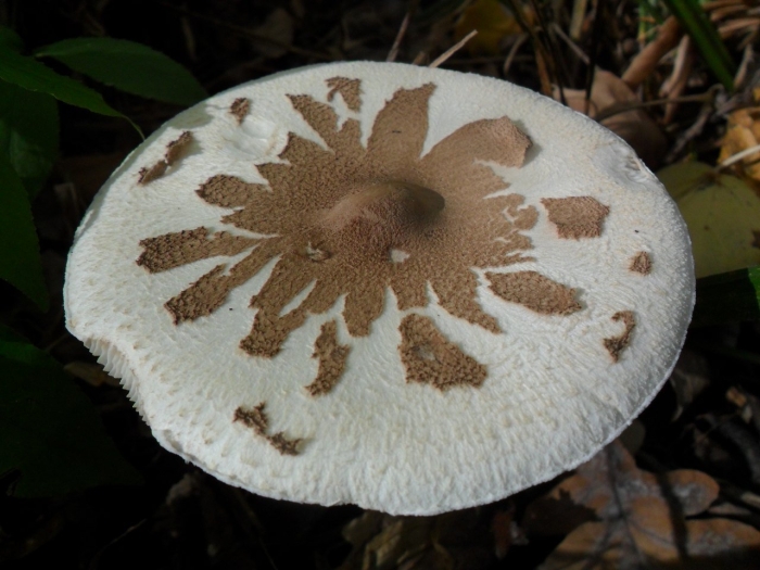 Гриб зонтик конрада