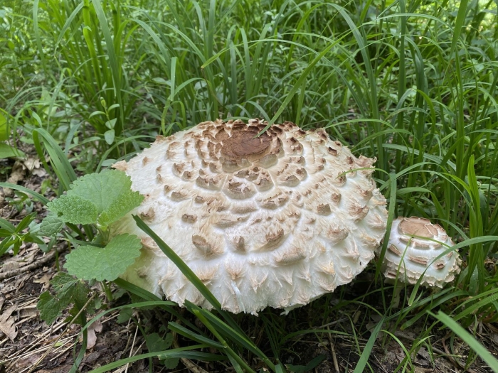 Гриб зонтик краснеющий