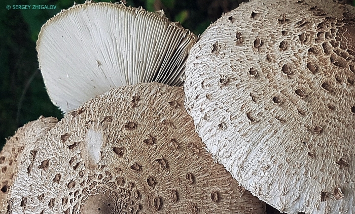 Зонтик пёстрый macrolepiota procera