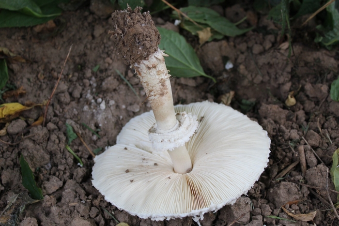 Зонтик пёстрый macrolepiota procera