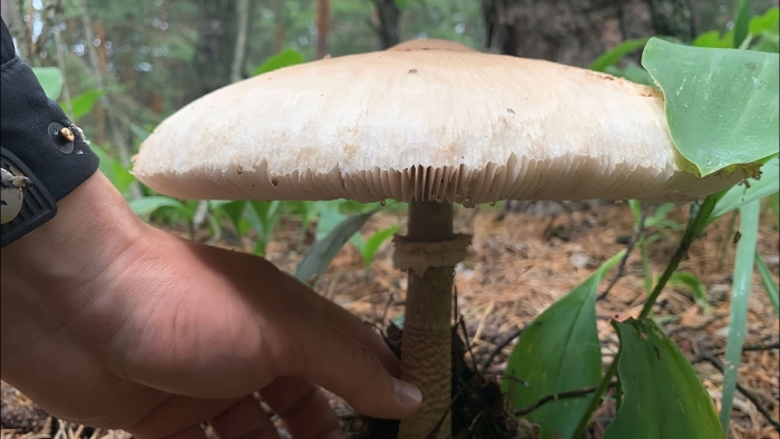 Гриб зонтик пёстрый macrolepiota procera