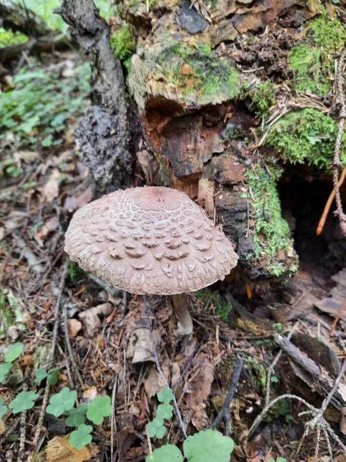 Гриб зонтик пёстрый