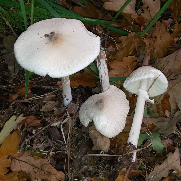 Зонтик белый macrolepiota excoriata