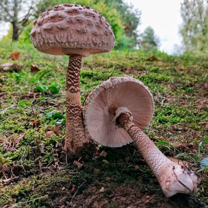 Зонтик пестрый гриб