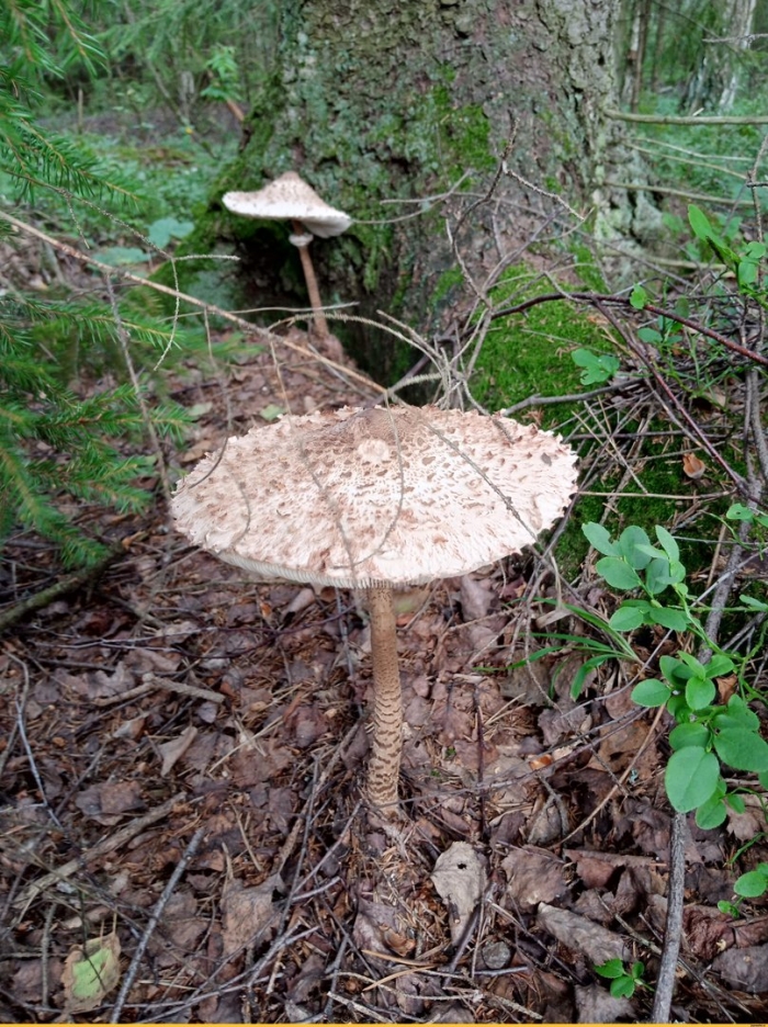 Ложный зонтик гриб