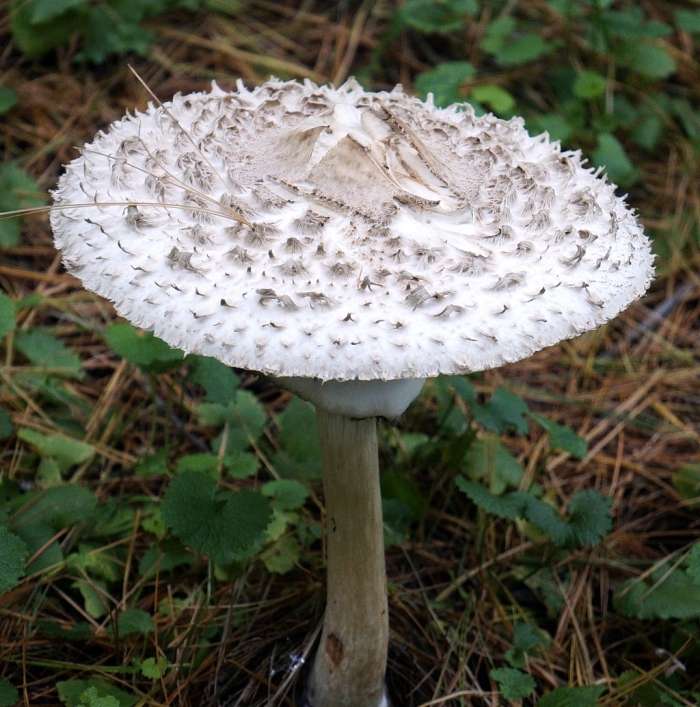 Зонтик пёстрый macrolepiota procera