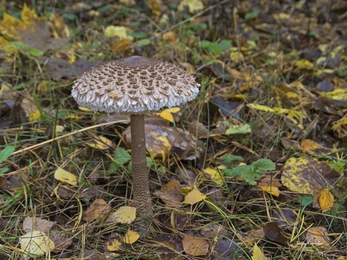 Лепиота шероховатая