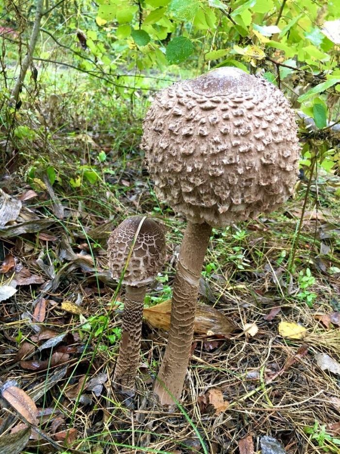 Зонтик пёстрый macrolepiota procera