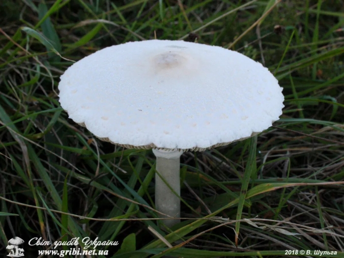 Macrolepiota excoriata