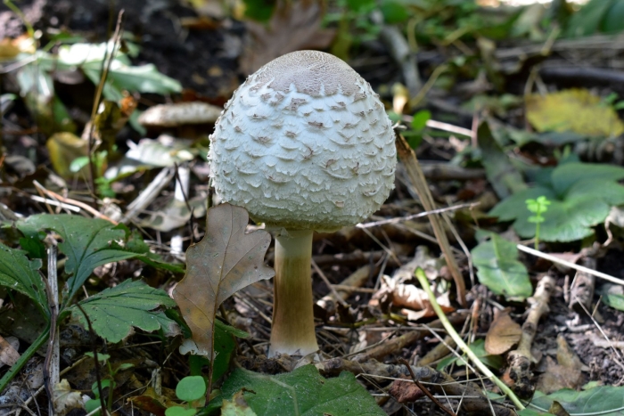 Гриб зонтик белый macrolepiota excoriata