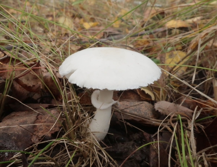 Белошампиньон румянящийся