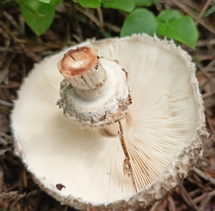 Гриб зонтик краснеющий chlorophyllum rhacodes