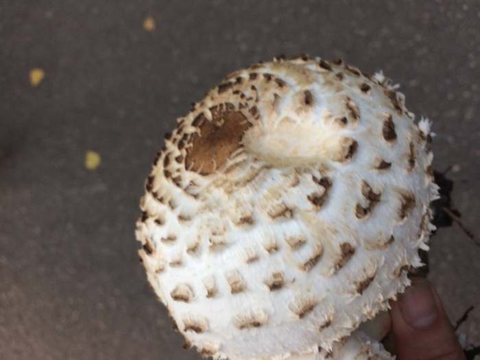 Гриб зонтик пёстрый macrolepiota procera