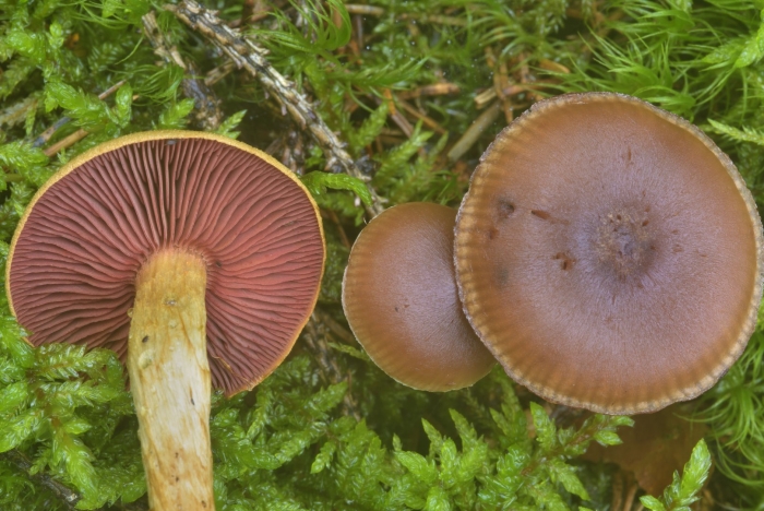 Паутинник кроваво красный