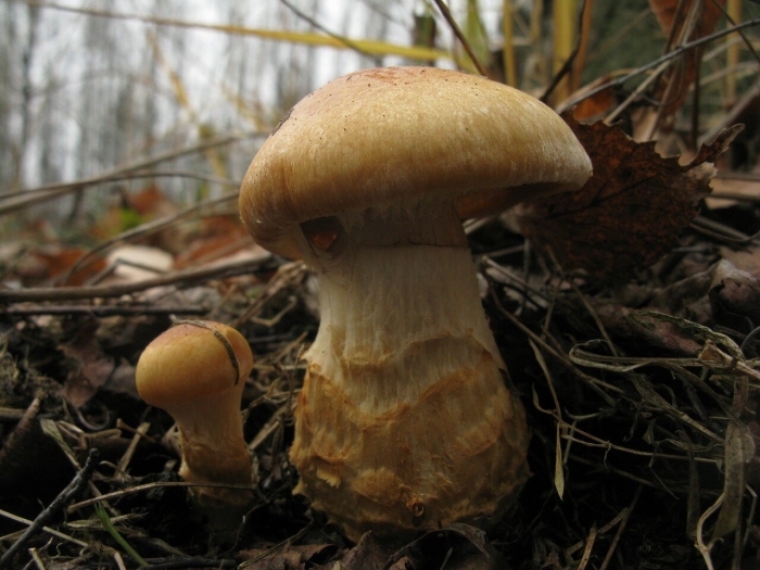 Масленок паутинник