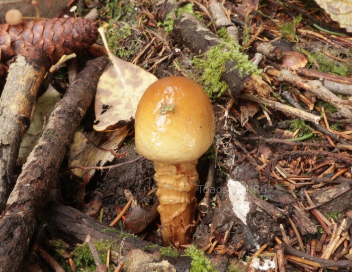 Паутинник обыкновенный