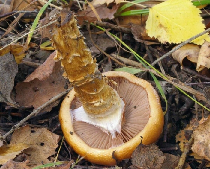 Паутинник триумфальный