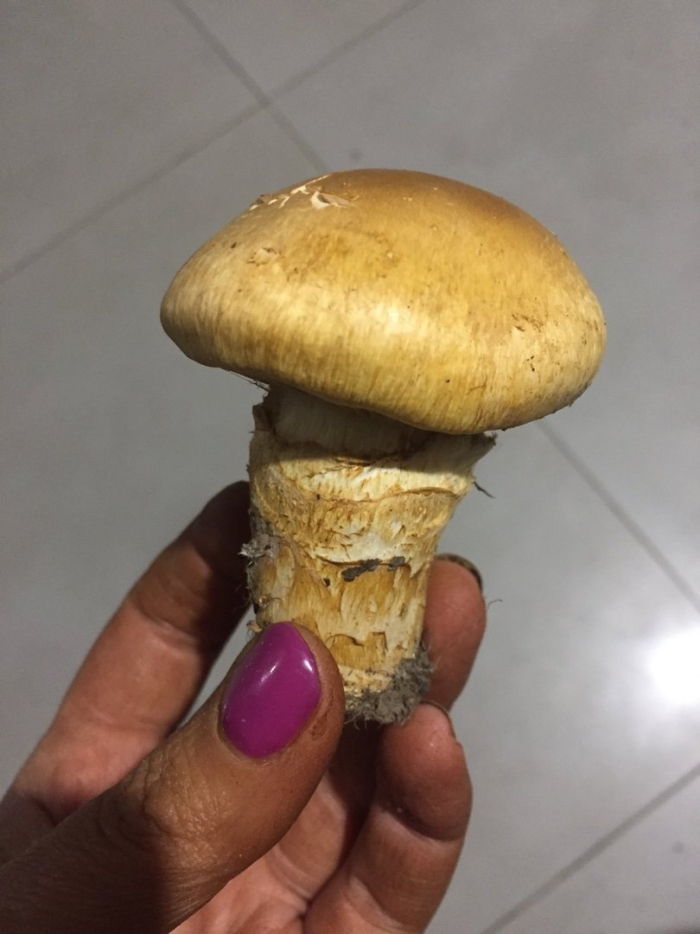 Паутинник триумфальный желтый