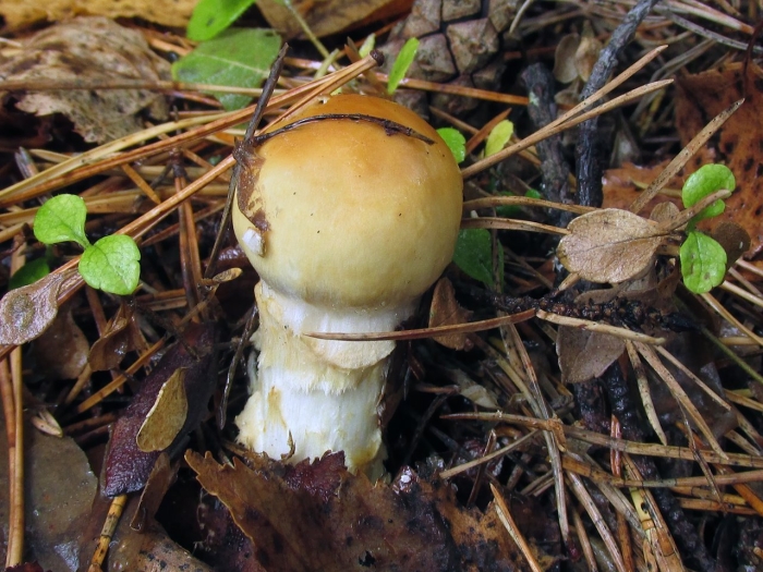 Паутинник триумфальный гриб