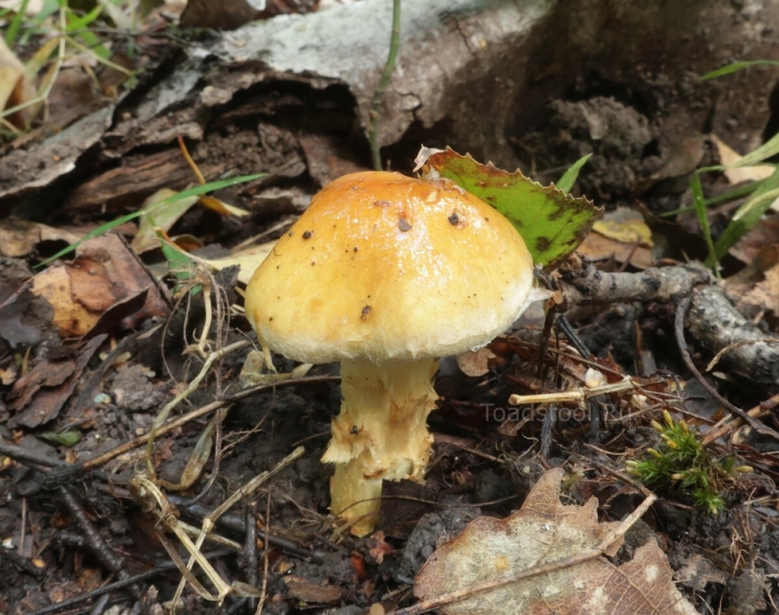 Паутинник триумфальный желтый