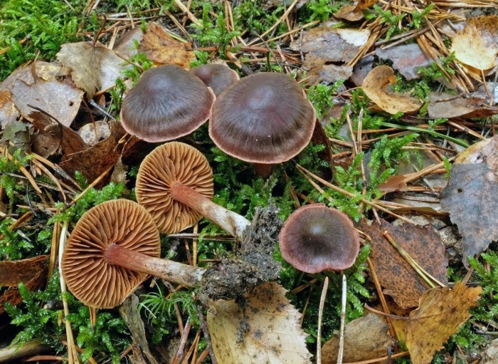 Паутинник рубиновый