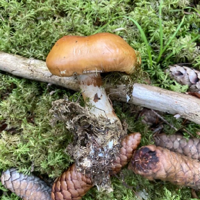 Паутинник голубоствольный (cortinarius collinitus)