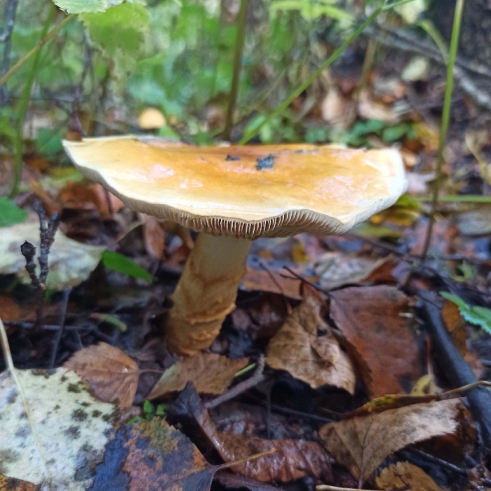 Гриб паутинник желтый