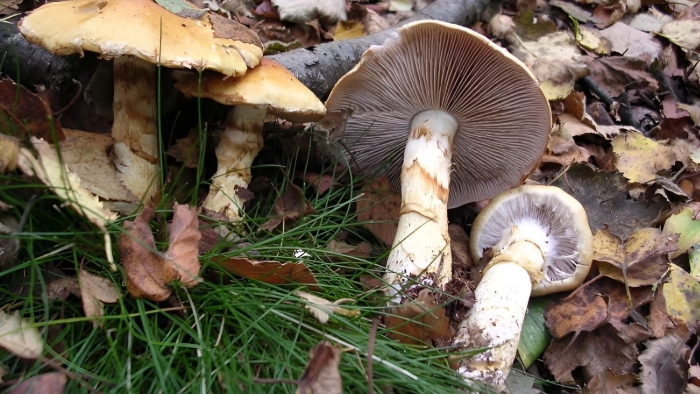 Паутинник голубовато-опоясанный