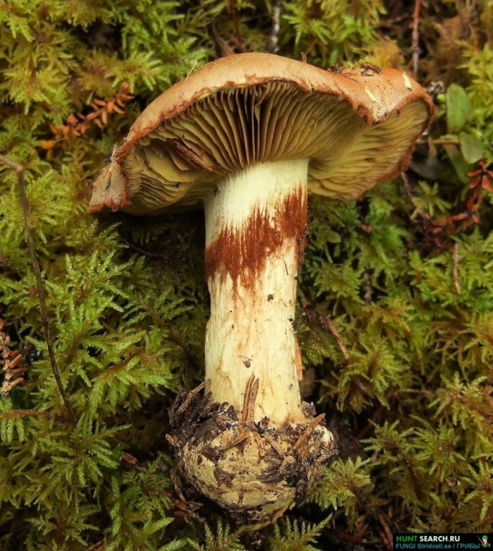 Паутинник надломленный гриб