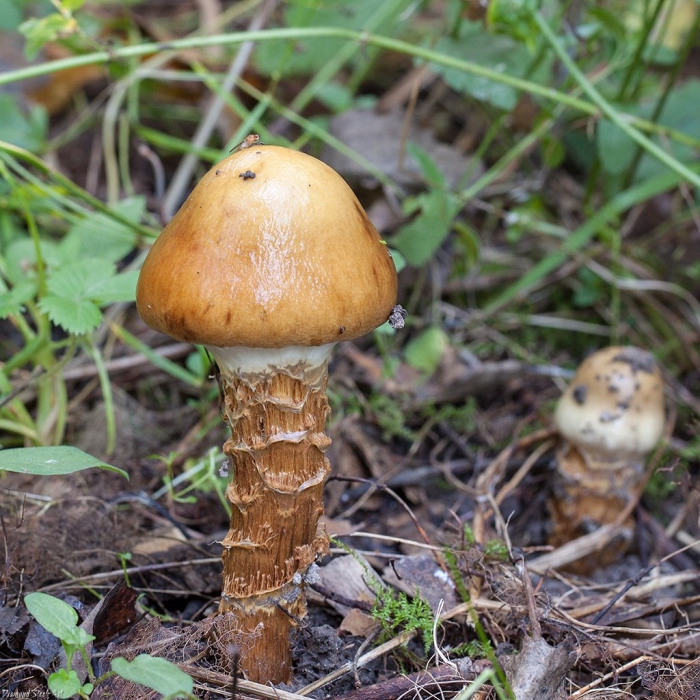 Паутинник обыкновенный cortinarius trivialis